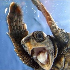 Meet your Posher, Robert